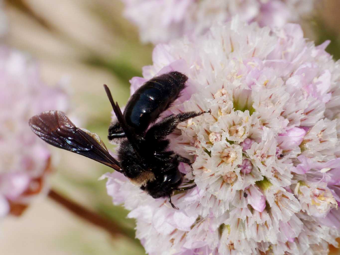 Andrena agilissima? No. Andrena morio lugubris, 2 generaz.